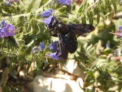 Xylocopa violacea