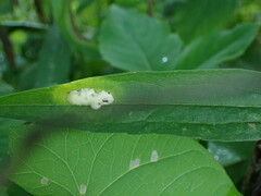 Botryosphaeria dothidea