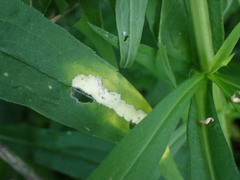 Botryosphaeria dothidea