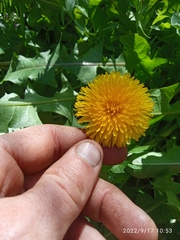 Taraxacum