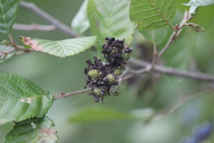 Taphrina robinsoniana