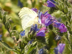 Gonepteryx cleopatra
