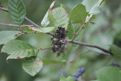 Taphrina robinsoniana