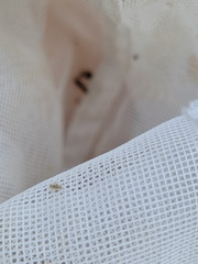 Corythucha marmorata