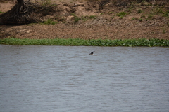 Himantopus mexicanus melanurus