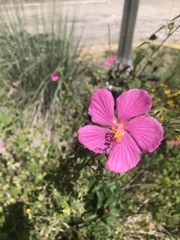 Pavonia lasiopetala