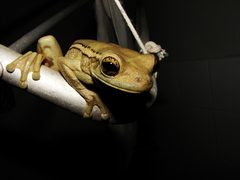 Trachycephalus mesophaeus