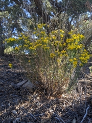 Gutierrezia sarothrae