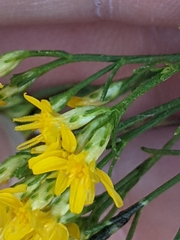 Gutierrezia sarothrae