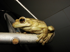 Trachycephalus mesophaeus