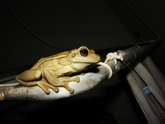 Trachycephalus mesophaeus