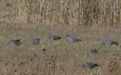 Columba oenas
