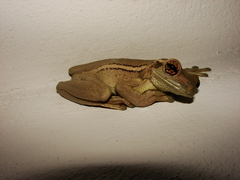 Trachycephalus mesophaeus