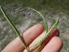 Paspalum pauciciliatum