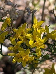 Gutierrezia sarothrae