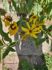 Helianthus maximiliani