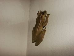 Trachycephalus mesophaeus