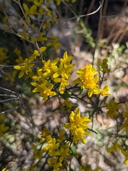 Gutierrezia sarothrae