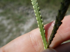 Paspalum pauciciliatum