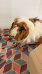 Cavia porcellus