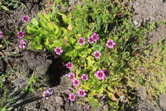 Diascia diffusa