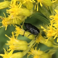 Odontocorynus salebrosus