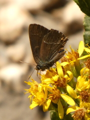 Satyrium spini