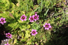 Diascia diffusa