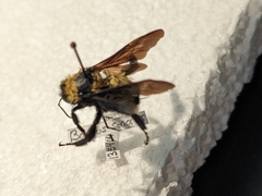 Bombus sonorus