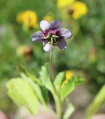 Diascia diffusa
