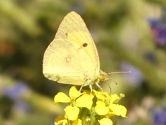 Colias croceus