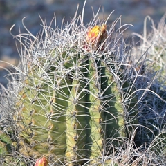 Hamatocactus hamatacanthus hamatacanthus