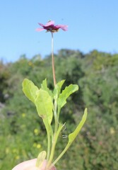Diascia diffusa