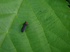 Agrilus ruficollis