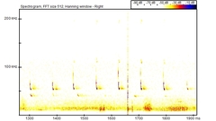 Pipistrellus pygmaeus