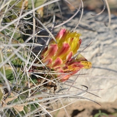 Hamatocactus hamatacanthus hamatacanthus