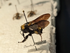 Bombus sonorus
