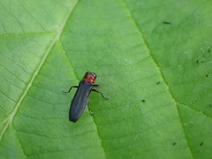 Agrilus ruficollis