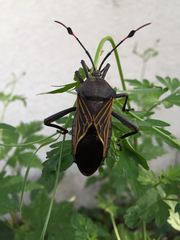 Pachylis neocalifornicus