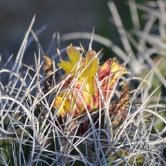 Hamatocactus hamatacanthus hamatacanthus
