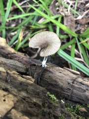 Arrhenia epichysium