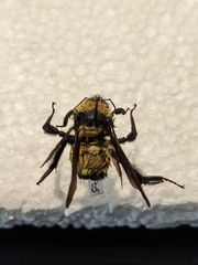 Bombus sonorus