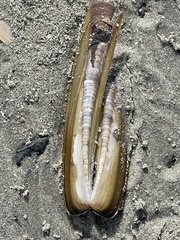 Ensis