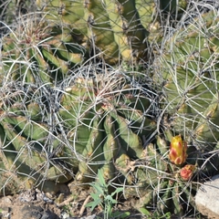 Hamatocactus hamatacanthus hamatacanthus
