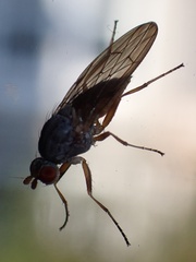 Heteromyzinae