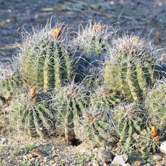 Hamatocactus hamatacanthus hamatacanthus