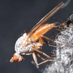 Heteromyzinae