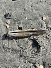 Ensis