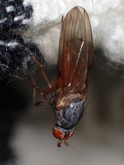 Heteromyzinae