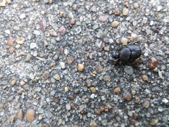 Onthophagus hecate